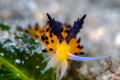   Favorinus tsuruganus Tiger Nelson Bay NSW Australia 08032015 08-03-2015 08 03 2015  